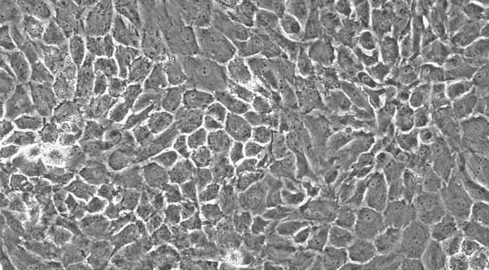 兔髓核细胞(NPC)原代细胞
