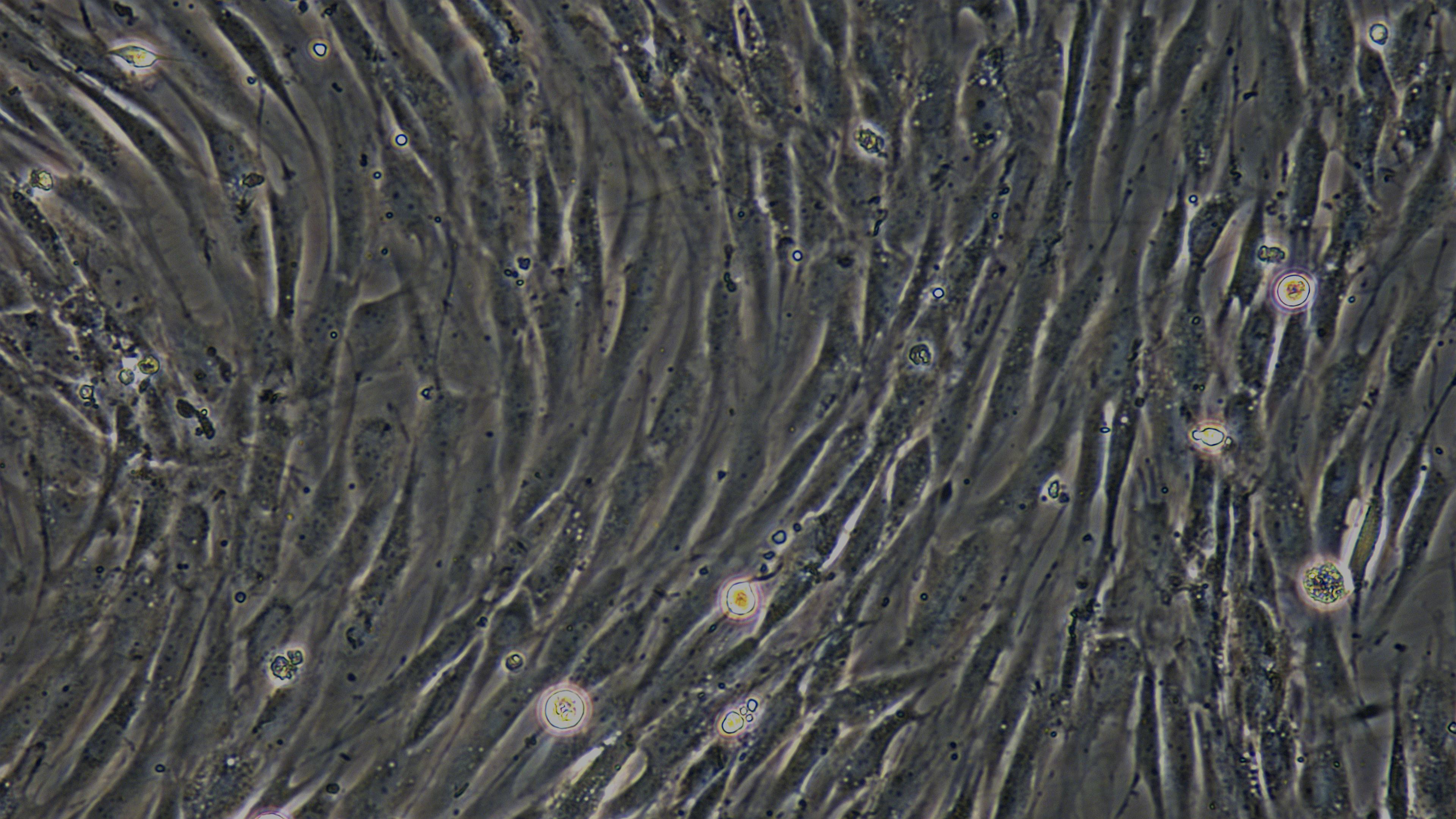 犬滑膜细胞(SYC)原代细胞