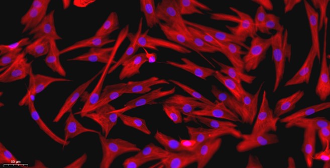 小鼠滑膜细胞(SYC)原代细胞