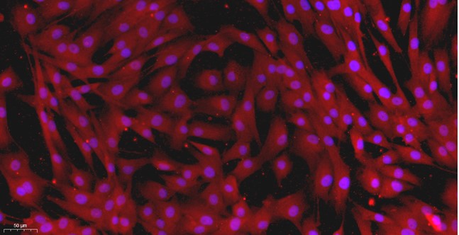 犬睾丸间质细胞(LC)原代细胞