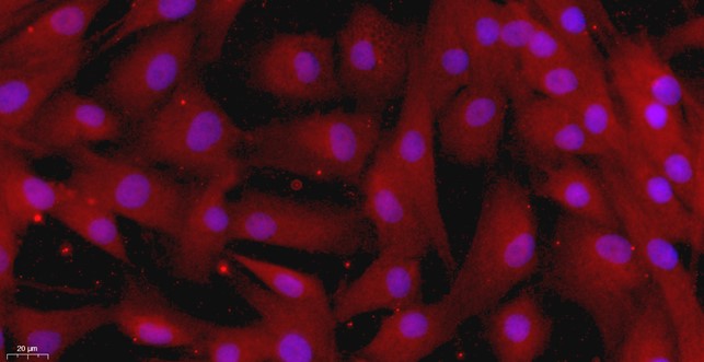 犬睾丸间质细胞(LC)原代细胞