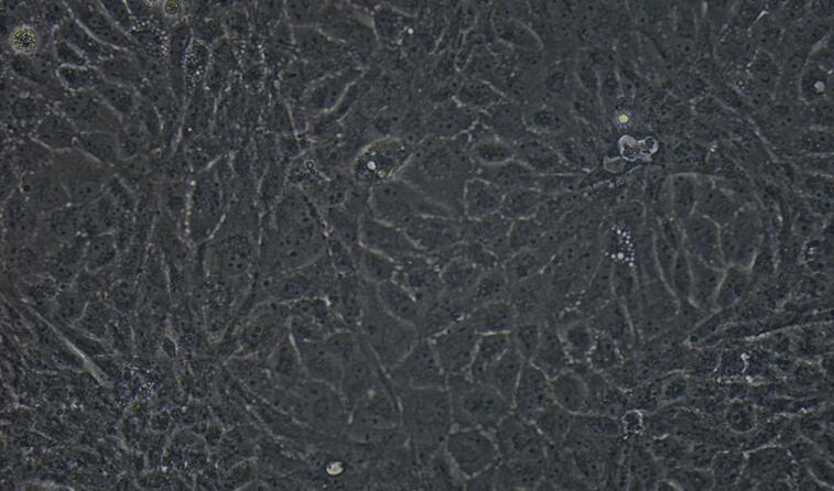 小鼠睾丸内皮细胞(TEC)原代细胞