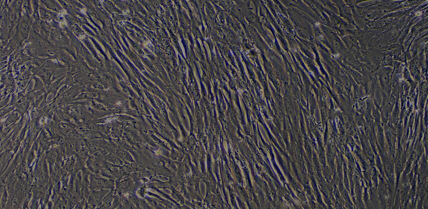 山羊卵巢成纤维细胞(OF)原代细胞