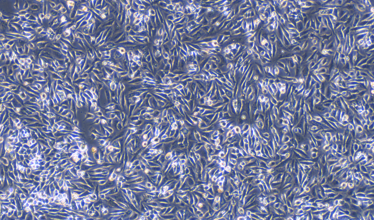 小鼠卵巢表面上皮细胞(OSEC)原代细胞