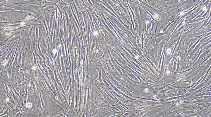 兔前列腺成纤维细胞(PF)原代细胞
