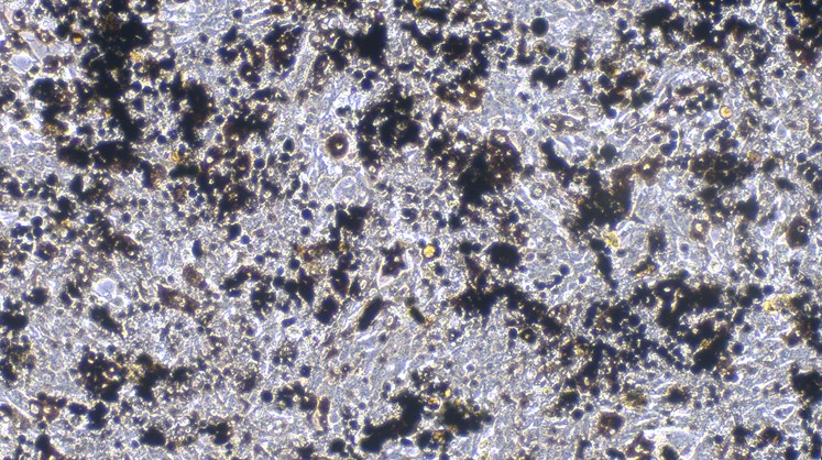 猫视网膜色素上皮细胞(RPEC)原代细胞