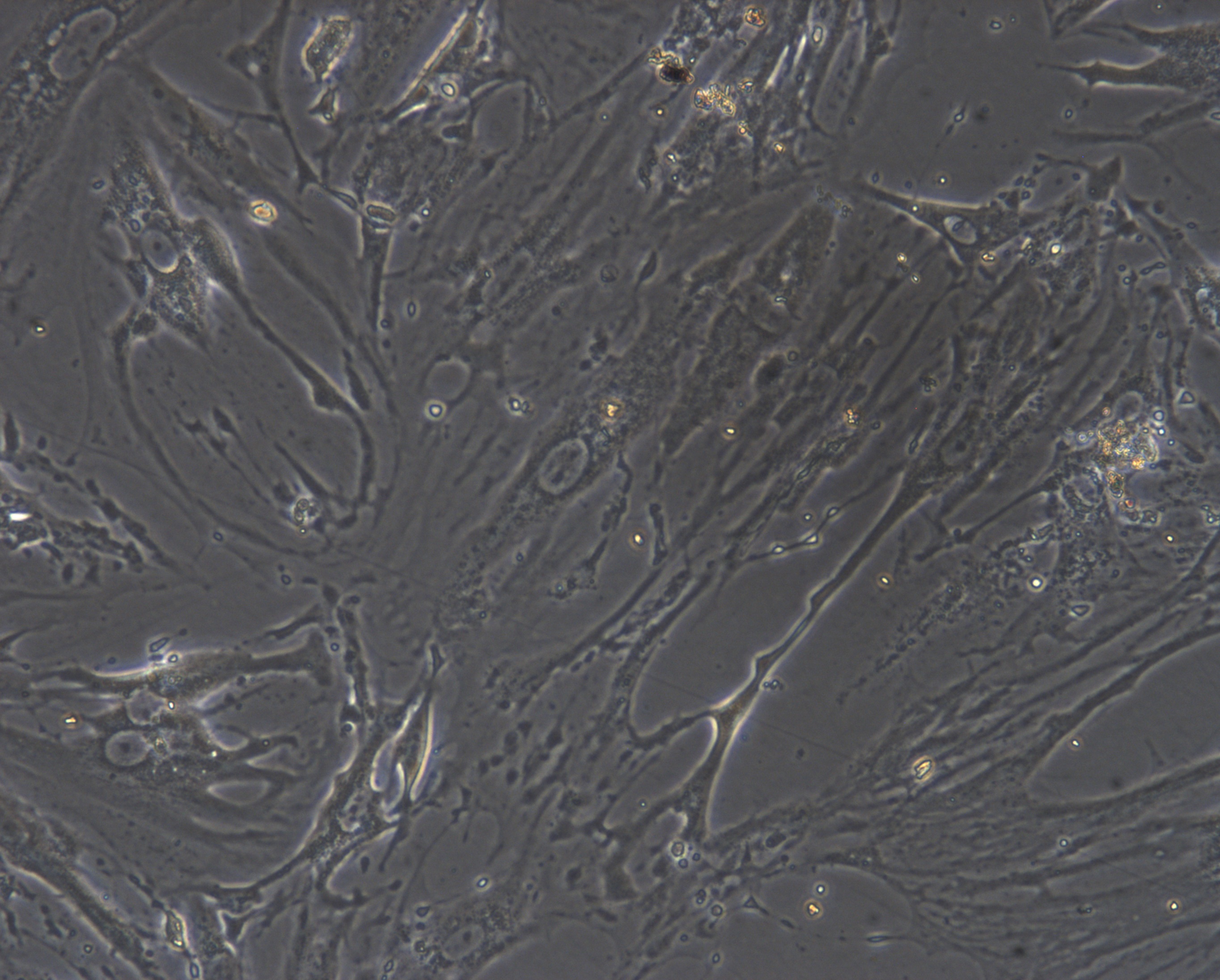 兔视网膜色素上皮细胞(RPEC)原代细胞