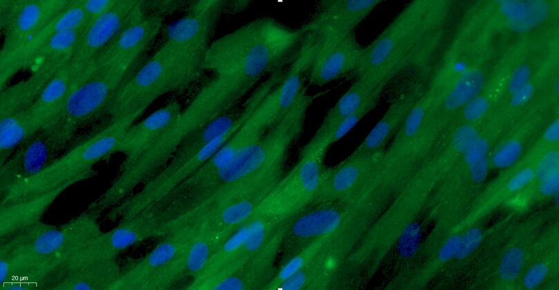 山羊主动脉平滑肌细胞(ASMC)原代细胞