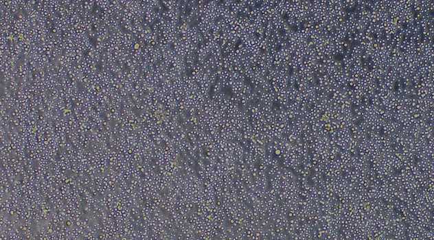 兔骨髓单核细胞(BMMC)原代细胞