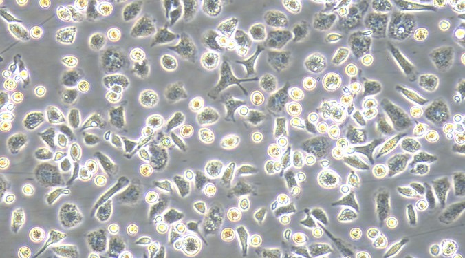 兔肝巨噬细胞(HM)原代细胞