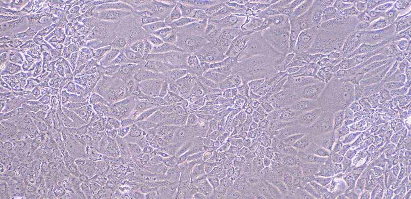 大鼠膀胱上皮细胞(BEC)原代细胞