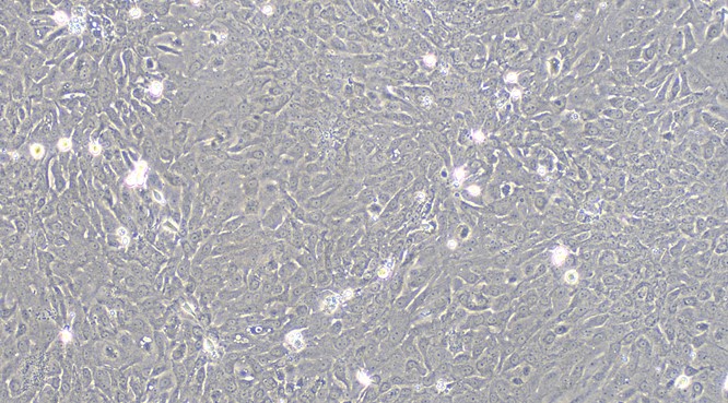 大鼠膀胱上皮细胞(BEC)原代细胞