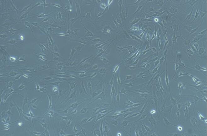 大鼠内皮祖细胞(EPC)原代细胞