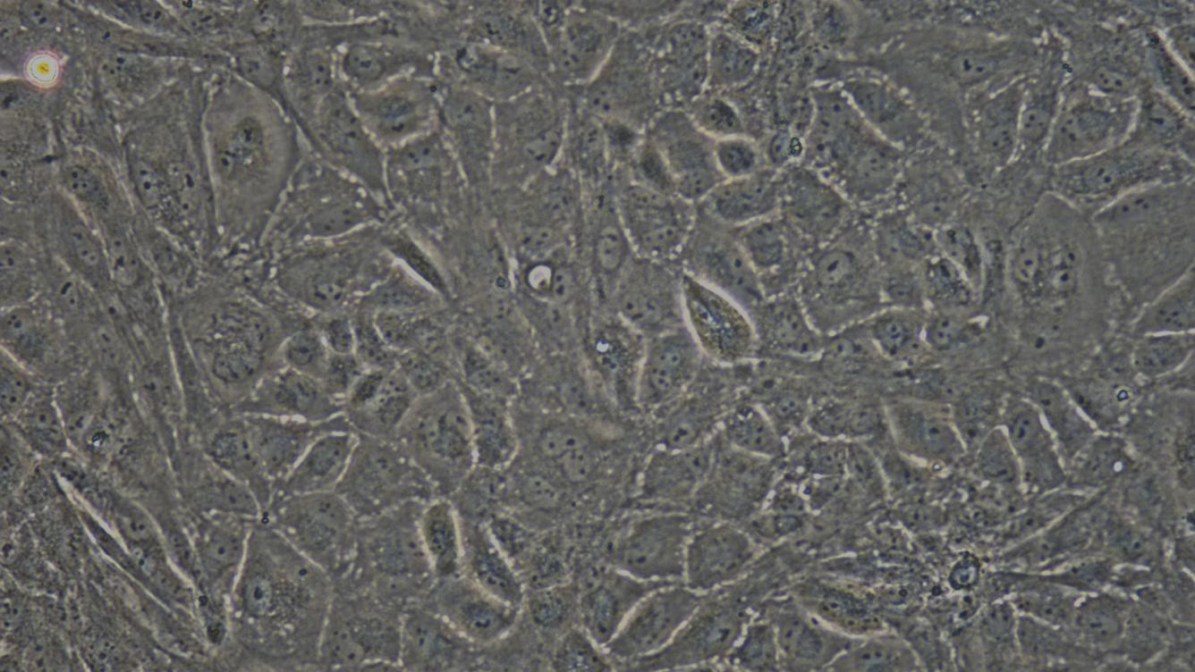 兔精原细胞(SPC)原代细胞
