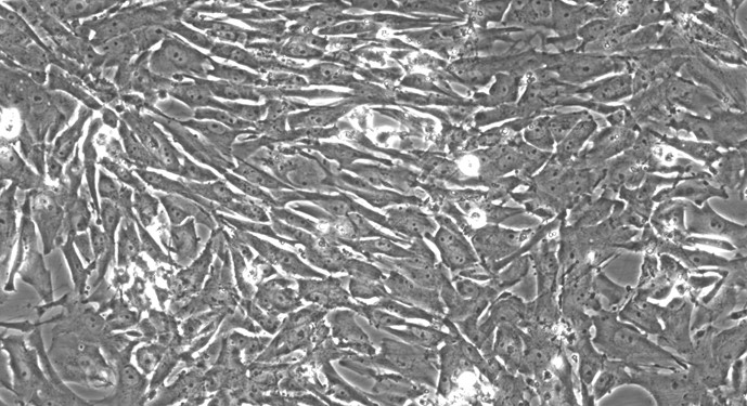 貓卵巢顆粒細(xì)胞(OGC)原代細(xì)胞