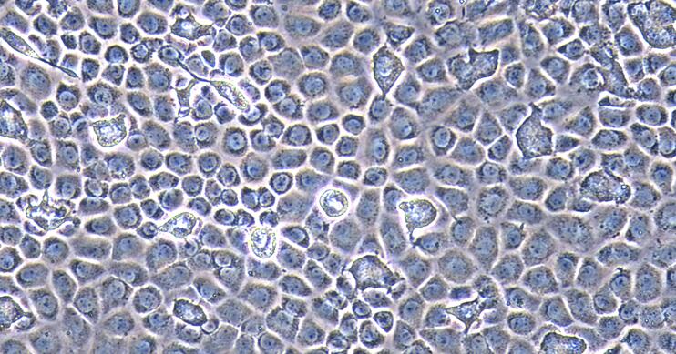 大鼠卵巢颗粒细胞(OGC)原代细胞
