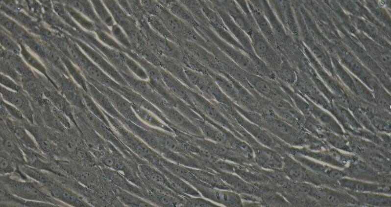 兔卵巢颗粒细胞(OGC)原代细胞