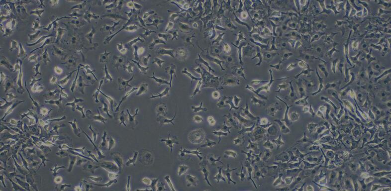 小鼠胸腺巨噬细胞(TM)原代细胞
