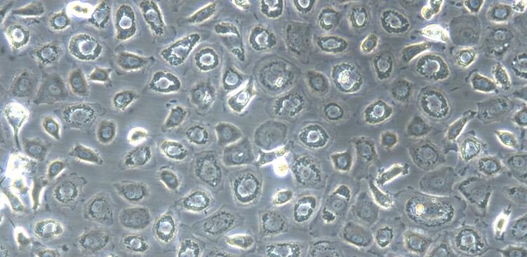 兔腹膜间皮细胞(PMC)原代细胞