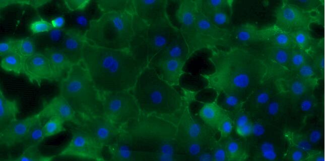 山羊输尿管上皮细胞(UEC)原代细胞