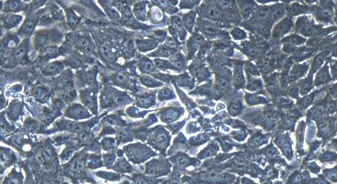 兔输尿管上皮细胞(UEC)原代细胞