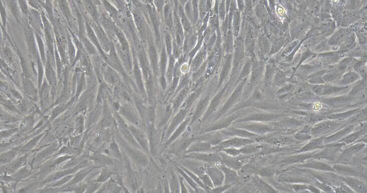 犬肌腱干细胞( TDSC)原代细胞