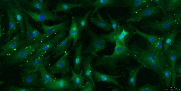 山羊肌腱干细胞( TDSC)原代细胞