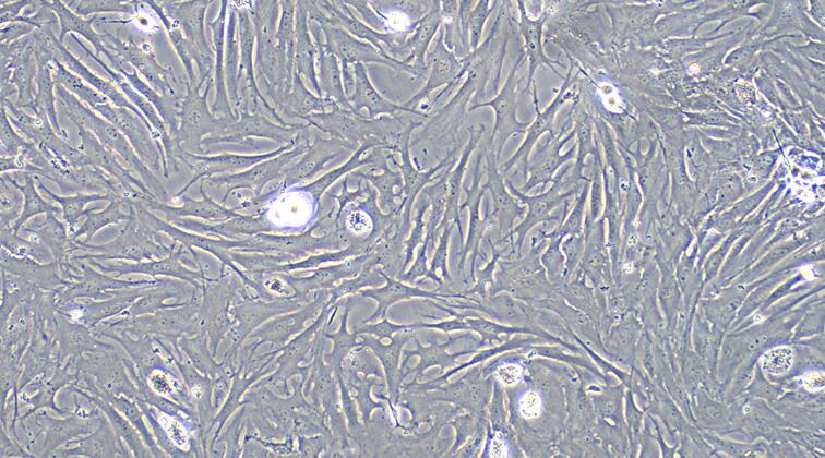 山羊肌腱干细胞( TDSC)原代细胞