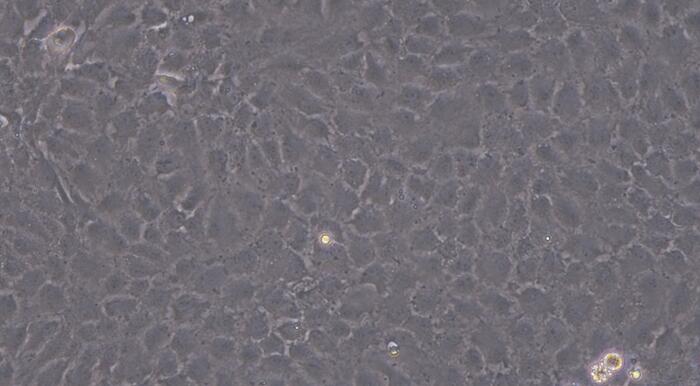 大鼠肌腱干细胞( TDSC)原代细胞