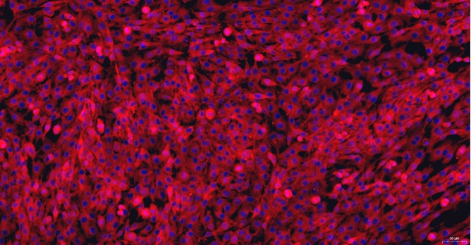 猫半月板软骨细胞(MFCs)原代细胞