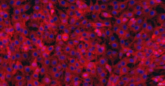 猫半月板软骨细胞(MFCs)原代细胞