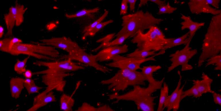 兔小气道平滑肌细胞(SASMC)原代细胞