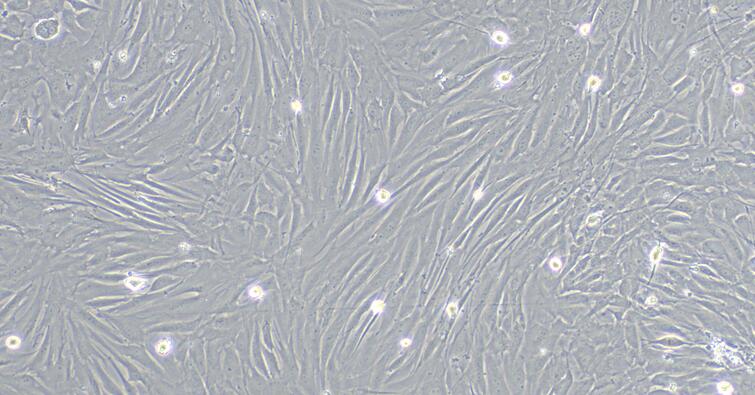 兔小气道平滑肌细胞(SASMC)原代细胞