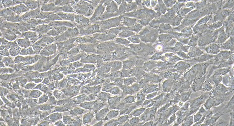 兔耳软骨细胞(ACC)原代细胞