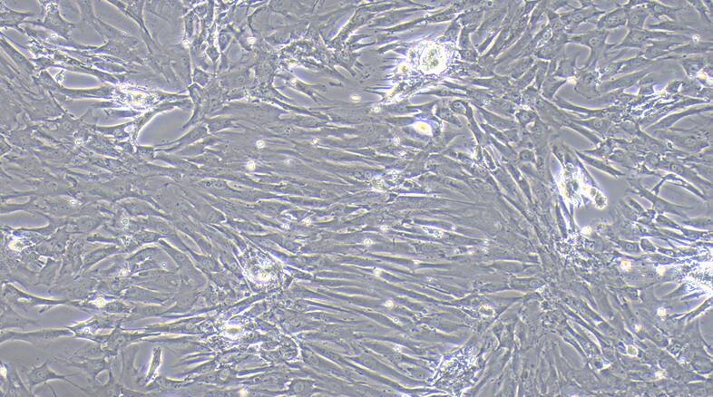 山羊海绵体平滑肌细胞(CCSM)原代细胞