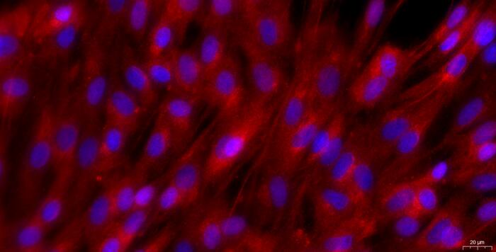 大鼠海绵体平滑肌细胞(CCSM)原代细胞