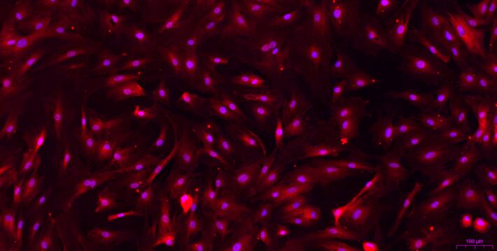 大鼠尿路平滑肌细胞(USMC)原代细胞