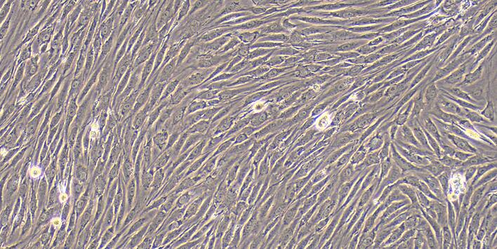 大鼠尿路平滑肌细胞(USMC)原代细胞