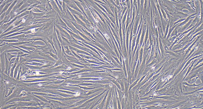 兔尿路平滑肌细胞(USMC)原代细胞
