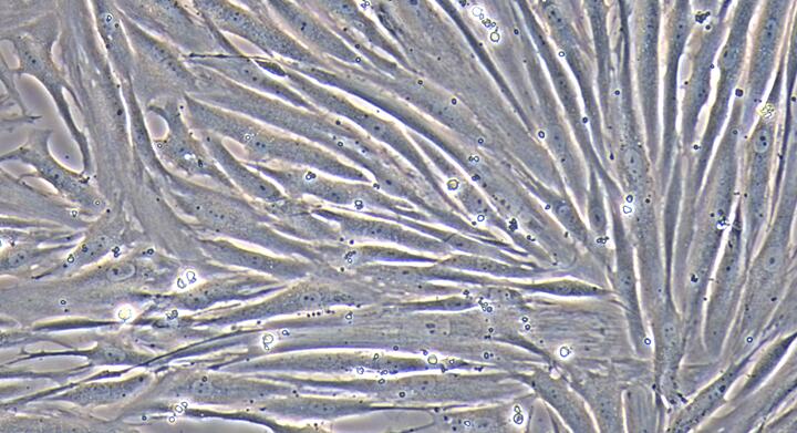 兔尿路平滑肌细胞(USMC)原代细胞