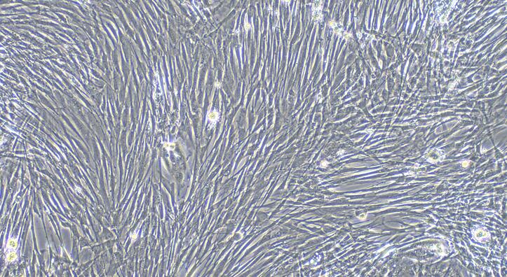 犬蛛网膜细胞(AC)原代细胞