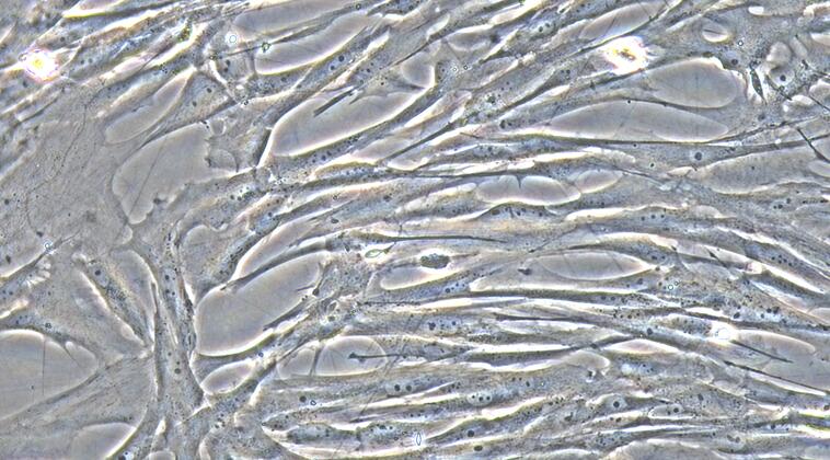 犬蛛网膜细胞(AC)原代细胞