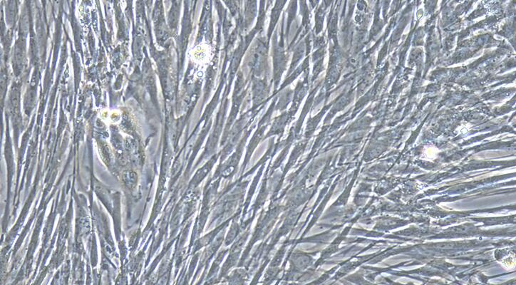 兔输精管平滑肌细胞(VDSM)原代细胞