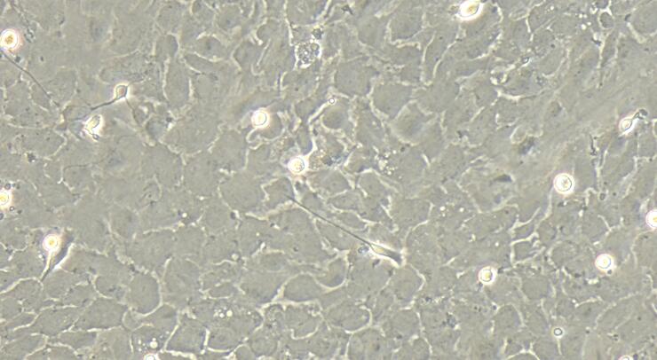 大鼠嗅球星形胶质细胞(OA)原代细胞
