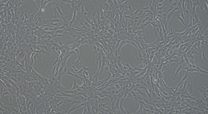 大鼠股动脉内皮细胞(FAEC)原代细胞