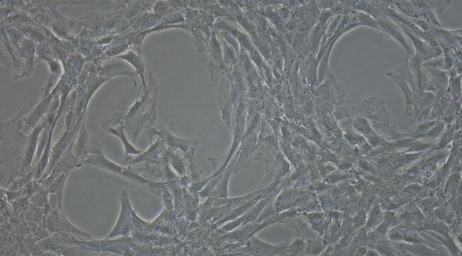 大鼠股动脉内皮细胞(FAEC)原代细胞
