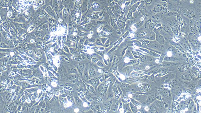 小鼠输卵管上皮细胞(TuEC)原代细胞