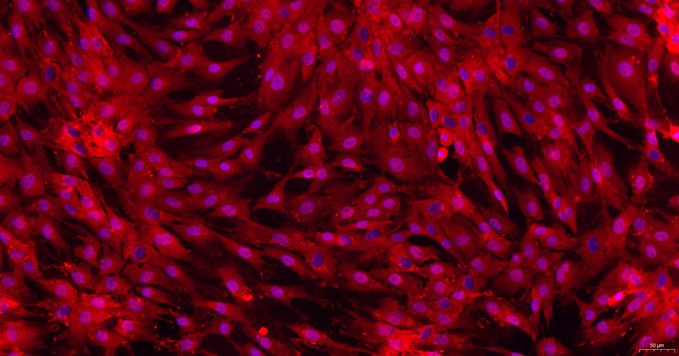 大鼠气管软骨细胞(TrC)原代细胞