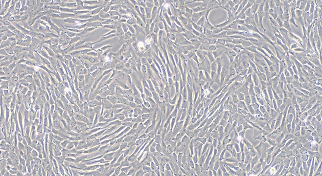 犬心脏瓣膜间质细胞(CVIC)原代细胞