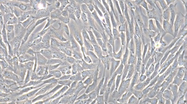 犬心脏瓣膜间质细胞(CVIC)原代细胞